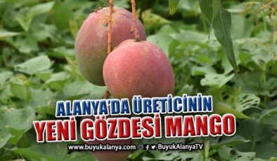 Alanya’da bir ağacından 190 bin TL gelir sağlanan mango üreticinin yeni gözdesi