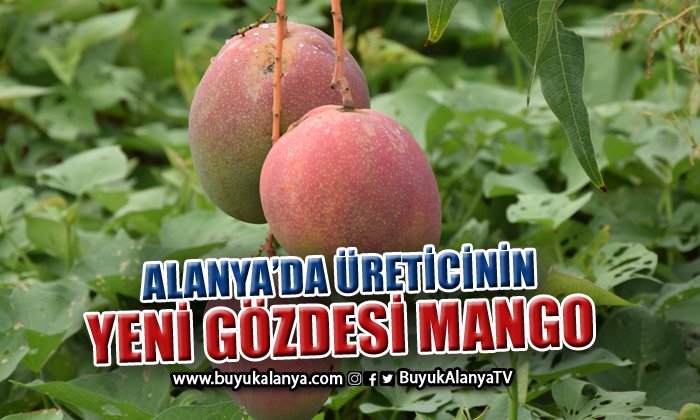 Alanya’da bir ağacından 190 bin TL gelir sağlanan mango üreticinin yeni gözdesi