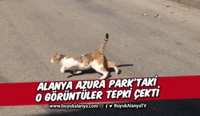 Alanya Azura Park’ta kediye şiddet