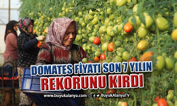 Aralık’ta domates üretimindeki düşüş fiyatlara artış olarak yansıdı