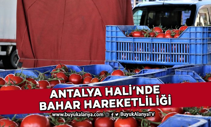 Antalya Hali’nde ürün fiyatları yüzde 50 düştü