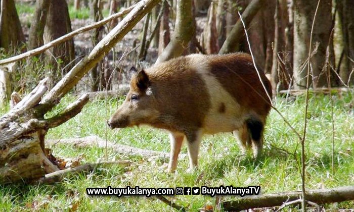 Alanya’da domuz tuzağı bulmak için gönüllü aranıyor