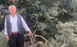 Alanya’da davalık olan arazideki zeytin ağaçlarına zarar VERDİLER
