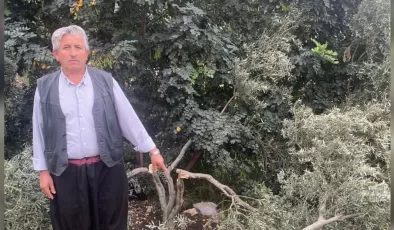 Alanya’da davalık olan arazideki zeytin ağaçlarına zarar VERDİLER