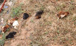 Gazipaşa’da kümese giren sansar tavukları telef ETTİ