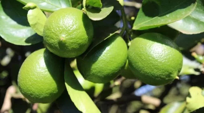 Alanya’da yetişen limonda hastalık VAR MI?